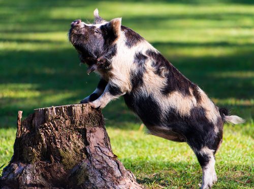 Kunekune Pigs